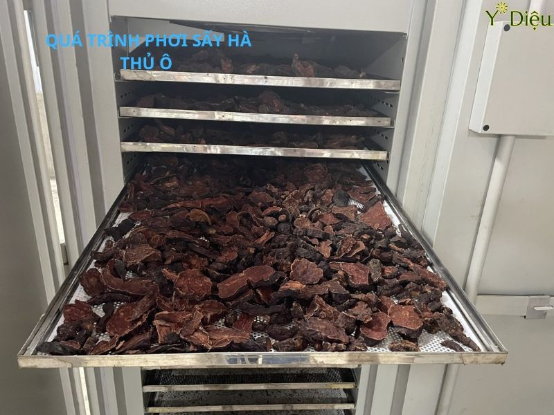Những Đối Tượng Nào Nên Dùng Hà Thủ Ô
